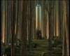forest.jpg