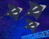 mantas.jpg